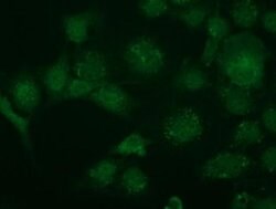 Invitrogen TRIM2 Monoclonal Antibody (OTI3B5) 100 &mu;L; Unconjugated:Antibodies,