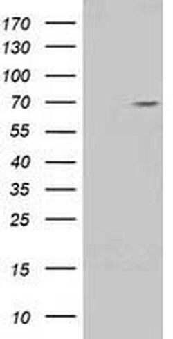 Invitrogen TRIM2 Monoclonal Antibody (OTI3B5) 100 &mu;L; Unconjugated:Antibodies,