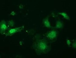 Invitrogen LIN7B Monoclonal Antibody (OTI1D12) 100 &mu;L; Unconjugated:Antibodies,
