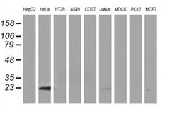 Invitrogen LIN7B Monoclonal Antibody (OTI1D12) 100 &mu;L; Unconjugated:Antibodies,
