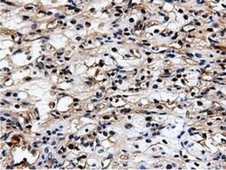 Invitrogen NT5D1 Monoclonal Antibody (OTI3A6) 100 &mu;L; Unconjugated:Antibodies,