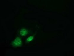 Invitrogen VWA5A Monoclonal Antibody (OTI3D6) 100 &mu;L; Unconjugated:Antibodies,