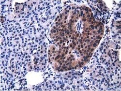 Invitrogen VWA5A Monoclonal Antibody (OTI3D6) 100 &mu;L; Unconjugated:Antibodies,