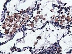 Invitrogen VWA5A Monoclonal Antibody (OTI3D6) 100 &mu;L; Unconjugated:Antibodies,