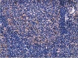 Invitrogen VWA5A Monoclonal Antibody (OTI3D6) 100 &mu;L; Unconjugated:Antibodies,