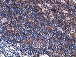 Invitrogen VWA5A Monoclonal Antibody (OTI3D6) 100 &mu;L; Unconjugated:Antibodies,
