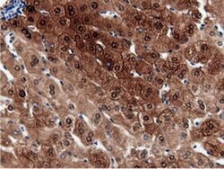 Invitrogen QPRT Monoclonal Antibody (OTI7A8) 100 &mu;L; Unconjugated:Antibodies,