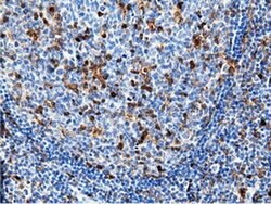Invitrogen NT5D1 Monoclonal Antibody (OTI2H8) 100 &mu;L | Buy Online | Invitrogen&trade; | Fisher Scientific
