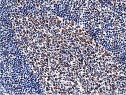 Invitrogen NT5D1 Monoclonal Antibody (OTI3H2) 100 &mu;L; Unconjugated:Antibodies,