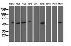 Invitrogen NT5D1 Monoclonal Antibody (OTI3H2) 100 &mu;L; Unconjugated:Antibodies,