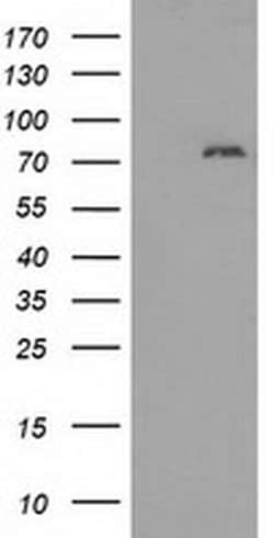 Invitrogen MTMR14 Monoclonal Antibody (OTI6F8) 100 &mu;L | Buy Online | Invitrogen&trade; | Fisher Scientific