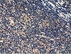 Invitrogen CBWD1 Monoclonal Antibody (OTI4D4) 100 &mu;L; Unconjugated:Antibodies,
