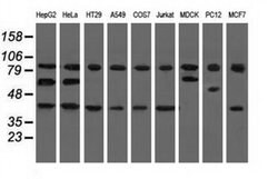 Invitrogen CBWD1 Monoclonal Antibody (OTI4D4) 100 &mu;L; Unconjugated:Antibodies,