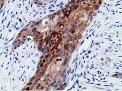 Invitrogen EPHX2 Monoclonal Antibody (OTI1H5) 100 &mu;L; Unconjugated:Antibodies,