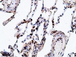 Invitrogen EPHX2 Monoclonal Antibody (OTI1H5) 100 &mu;L; Unconjugated:Antibodies,