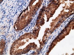 Invitrogen EPHX2 Monoclonal Antibody (OTI1H5) 100 &mu;L; Unconjugated:Antibodies,