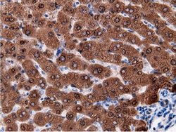 Invitrogen EPHX2 Monoclonal Antibody (OTI1H5) 100 &mu;L; Unconjugated:Antibodies,