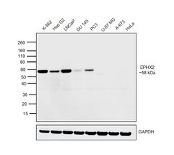 Invitrogen EPHX2 Monoclonal Antibody (OTI1H5) 100 &mu;L; Unconjugated:Antibodies,