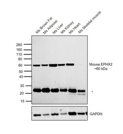 Invitrogen EPHX2 Monoclonal Antibody (OTI1H5) 100 &mu;L; Unconjugated:Antibodies,