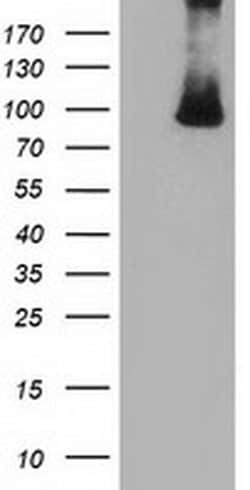 Invitrogen PRKD2 Monoclonal Antibody (OTI4F1) 100 &mu;L; Unconjugated:Antibodies,