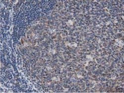 Invitrogen DNAJA2 Monoclonal Antibody (OTI3A10) 100 &mu;L; Unconjugated:Antibodies,