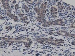 Invitrogen DNAJA2 Monoclonal Antibody (OTI3A10) 100 &mu;L; Unconjugated:Antibodies,
