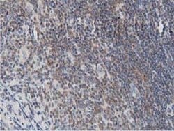 Invitrogen DNAJA2 Monoclonal Antibody (OTI3A10) 100 &mu;L; Unconjugated:Antibodies,