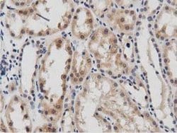Invitrogen DNAJA2 Monoclonal Antibody (OTI3A10) 100 &mu;L; Unconjugated:Antibodies,