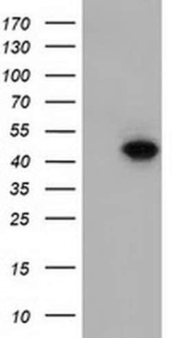 Invitrogen DNAJA2 Monoclonal Antibody (OTI3A10) 100 &mu;L; Unconjugated:Antibodies,