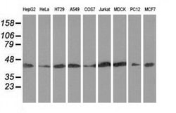 Invitrogen DNAJA2 Monoclonal Antibody (OTI3A10) 100 &mu;L; Unconjugated:Antibodies,