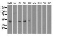 Invitrogen CBWD1 Monoclonal Antibody (OTI2D2) 100 &mu;L | Buy Online | Invitrogen&trade; | Fisher Scientific
