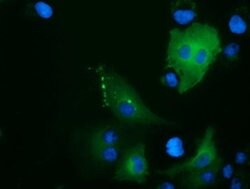 Invitrogen ARHGAP25 Monoclonal Antibody (OTI2D5) 100 &mu;L; Unconjugated:Antibodies,