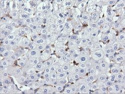 Invitrogen ARHGAP25 Monoclonal Antibody (OTI2D5) 100 &mu;L; Unconjugated:Antibodies,