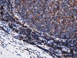 Invitrogen ARHGAP25 Monoclonal Antibody (OTI2D5) 100 &mu;L; Unconjugated:Antibodies,