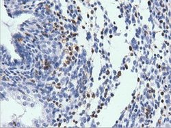 Invitrogen ARHGAP25 Monoclonal Antibody (OTI2D5) 100 &mu;L; Unconjugated:Antibodies,