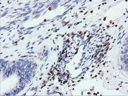 Invitrogen ARHGAP25 Monoclonal Antibody (OTI2D5) 100 &mu;L; Unconjugated:Antibodies,