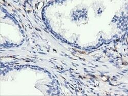 Invitrogen ARHGAP25 Monoclonal Antibody (OTI2D5) 100 &mu;L; Unconjugated:Antibodies,