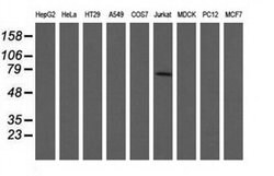Invitrogen ARHGAP25 Monoclonal Antibody (OTI2D5) 100 &mu;L; Unconjugated:Antibodies,