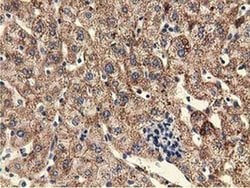 Invitrogen UHMK1 Monoclonal Antibody (OTI2H4) 100 &mu;L; Unconjugated:Antibodies,