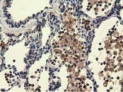 Invitrogen UHMK1 Monoclonal Antibody (OTI2H4) 100 &mu;L; Unconjugated:Antibodies,