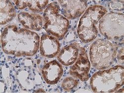 Invitrogen SDR9C7 Monoclonal Antibody (OTI4B5) 100 &mu;L; Unconjugated:Antibodies,