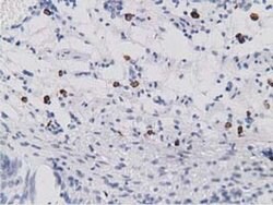 Invitrogen SDR9C7 Monoclonal Antibody (OTI4B5) 100 &mu;L; Unconjugated:Antibodies,