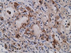 Invitrogen SDR9C7 Monoclonal Antibody (OTI4B5) 100 &mu;L; Unconjugated:Antibodies,