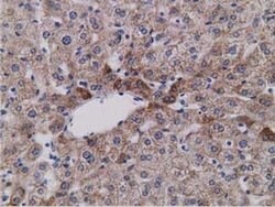 Invitrogen SDR9C7 Monoclonal Antibody (OTI4B5) 100 &mu;L; Unconjugated:Antibodies,