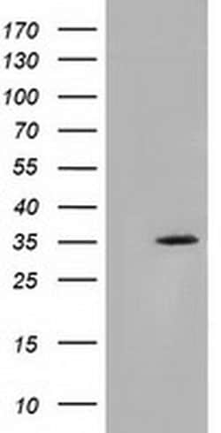 Invitrogen SDR9C7 Monoclonal Antibody (OTI4B5) 100 &mu;L; Unconjugated:Antibodies,
