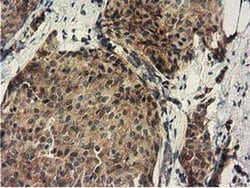 Invitrogen DNAJA2 Monoclonal Antibody (OTI3H10) 100 &mu;L; Unconjugated:Antibodies,
