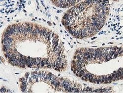 Invitrogen DNAJA2 Monoclonal Antibody (OTI3H10) 100 &mu;L; Unconjugated:Antibodies,