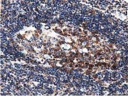 Invitrogen DNAJA2 Monoclonal Antibody (OTI3H10) 100 &mu;L; Unconjugated:Antibodies,