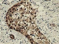 Invitrogen DNAJA2 Monoclonal Antibody (OTI3H10) 100 &mu;L; Unconjugated:Antibodies,