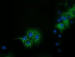 IVD Monoclonal Antibody (OTI1B10):Antibodies, Monoclonal